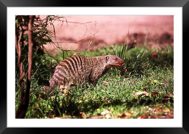 JST2660 Banded Mongoose Framed Mounted Print by Jim Tampin