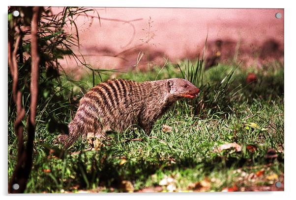 JST2660 Banded Mongoose Acrylic by Jim Tampin