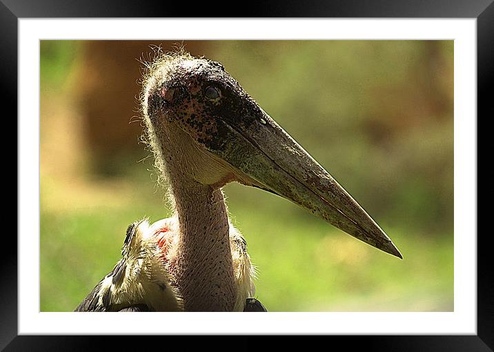 JST2658 Marabou Stork Framed Mounted Print by Jim Tampin