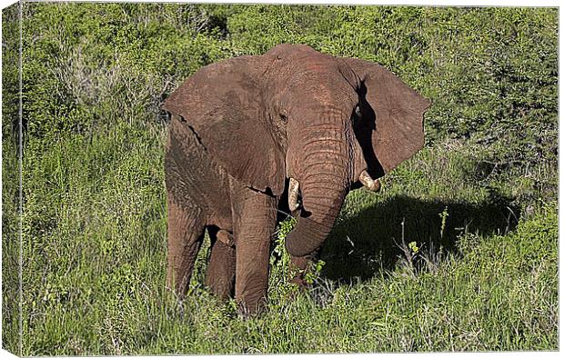 JST2674 Elephant, Tsavo West Canvas Print by Jim Tampin