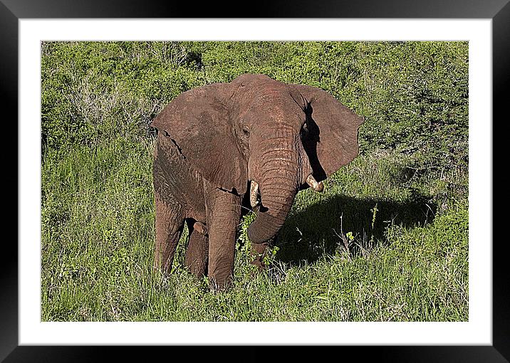 JST2674 Elephant, Tsavo West Framed Mounted Print by Jim Tampin