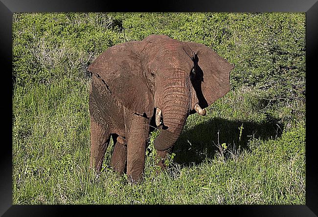 JST2674 Elephant, Tsavo West Framed Print by Jim Tampin
