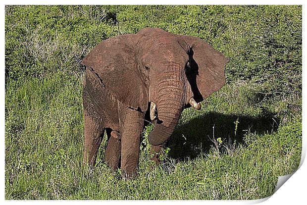 JST2674 Elephant, Tsavo West Print by Jim Tampin