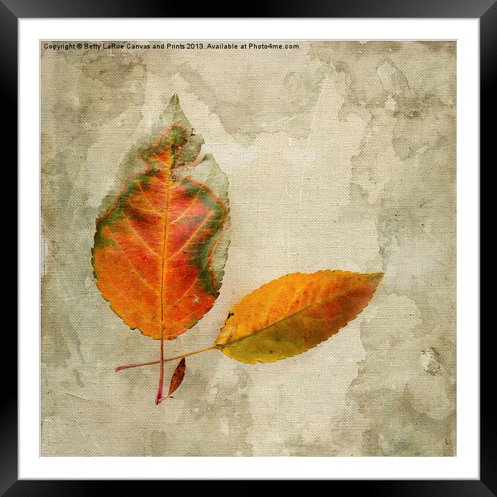 A Touch of Autumn #1 Framed Mounted Print by Betty LaRue