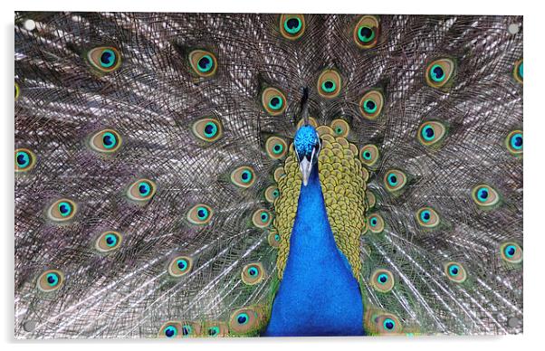 Peacock Acrylic by Lynette Holmes