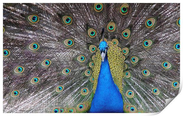 Peacock Print by Lynette Holmes
