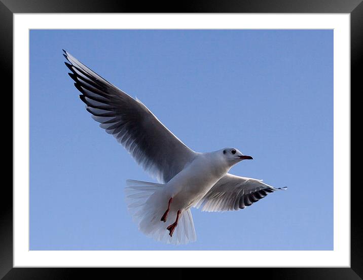 Gull against blue sky Framed Mounted Print by Dave Frost