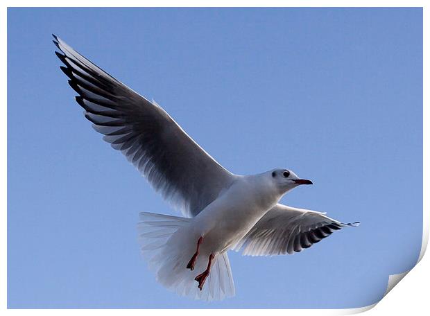 Gull against blue sky Print by Dave Frost