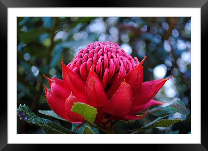 Red Flower Framed Mounted Print by Lynette Holmes