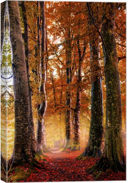 Autumn Path Canvas Print by Sam Smith