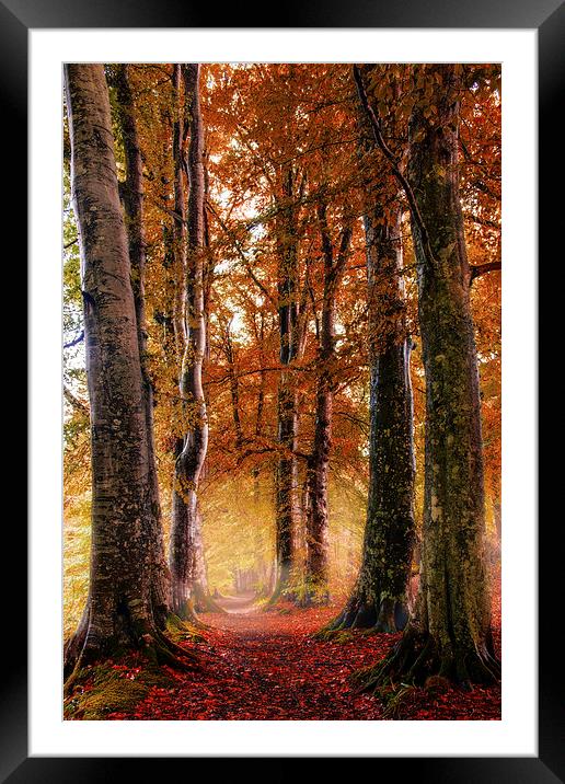 Autumn Path Framed Mounted Print by Sam Smith