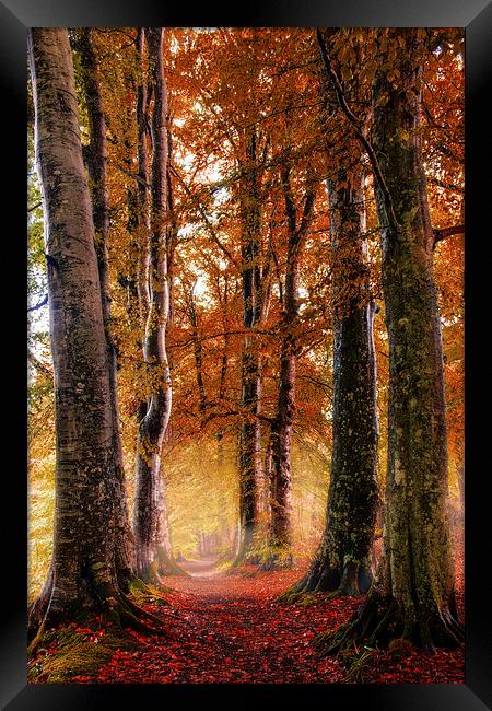 Autumn Path Framed Print by Sam Smith