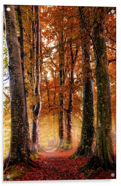 Autumn Path Acrylic by Sam Smith