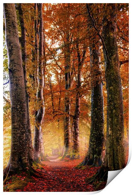 Autumn Path Print by Sam Smith