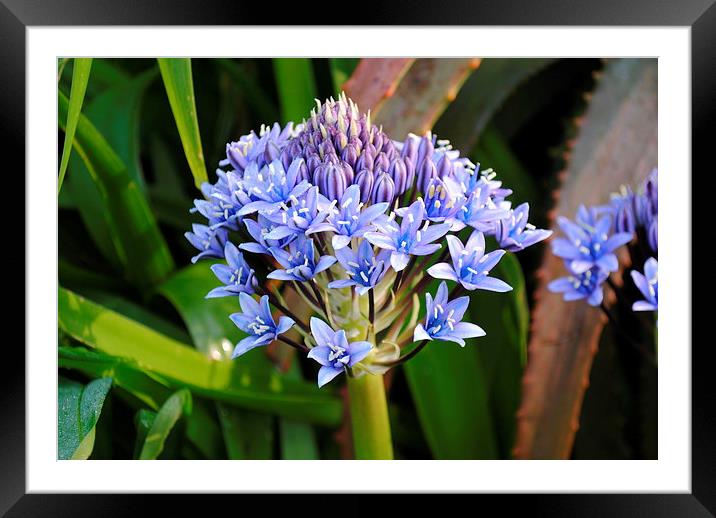 Blue Flower Framed Mounted Print by Lynette Holmes