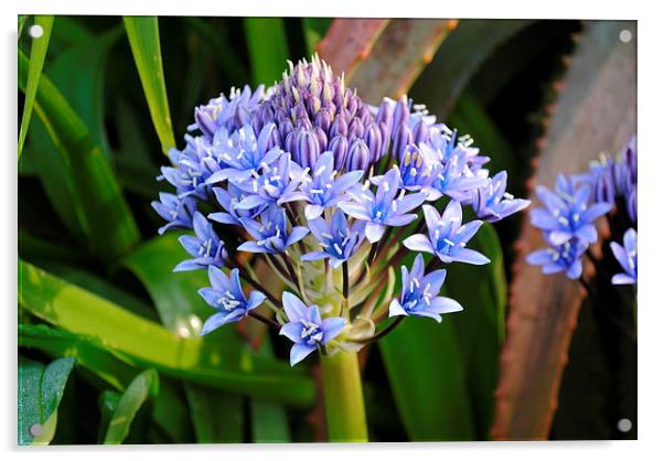 Blue Flower Acrylic by Lynette Holmes