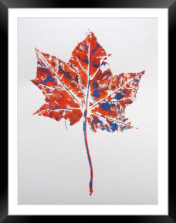 Maple leaf in red and blue Framed Mounted Print by Jennifer Henderson