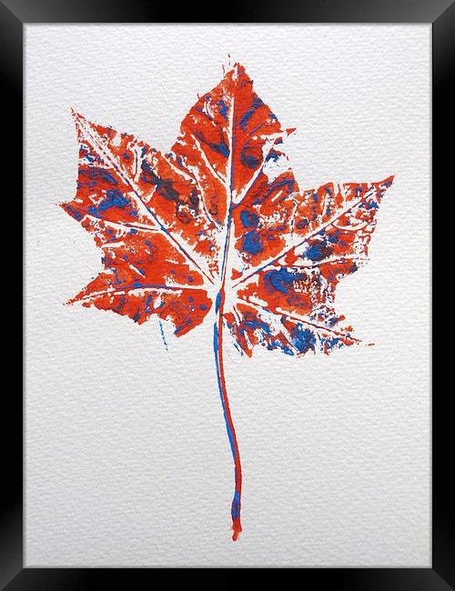 Maple leaf in red and blue Framed Print by Jennifer Henderson