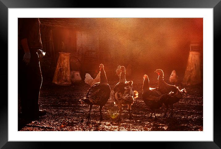 Morning at the farm Framed Mounted Print by Dawn Cox