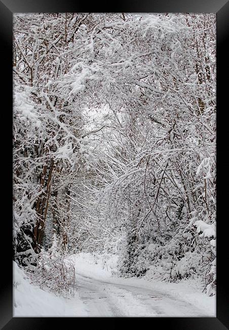 Snowy Lane Framed Print by Lynette Holmes