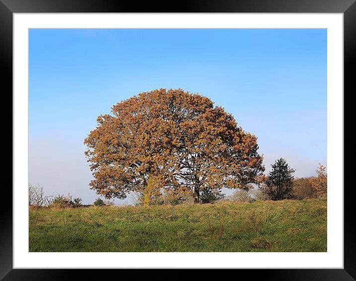 Tree of Autumn Framed Mounted Print by Beverly Burns