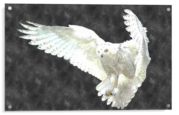 White Owl Acrylic by Larry Stolle