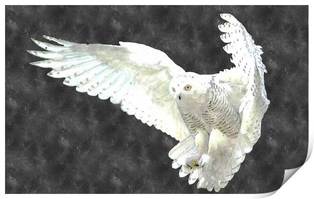 White Owl Print by Larry Stolle