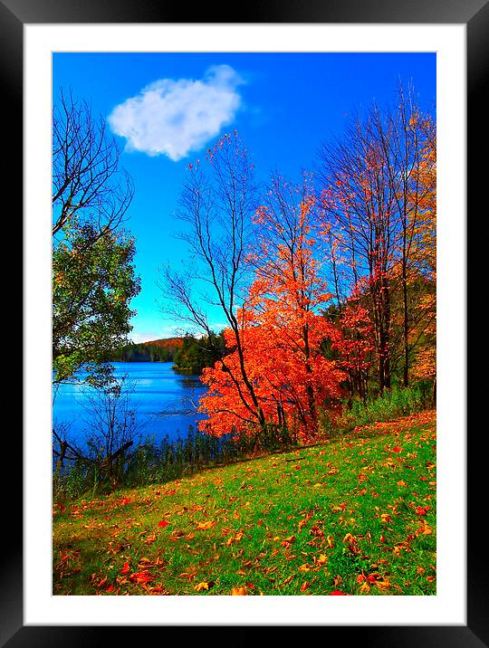 Red Autumn Blaze Framed Mounted Print by Nik Catalina