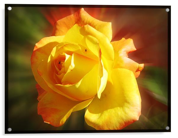 yellow rose Acrylic by anurag gupta