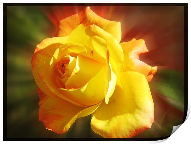 yellow rose Print by anurag gupta