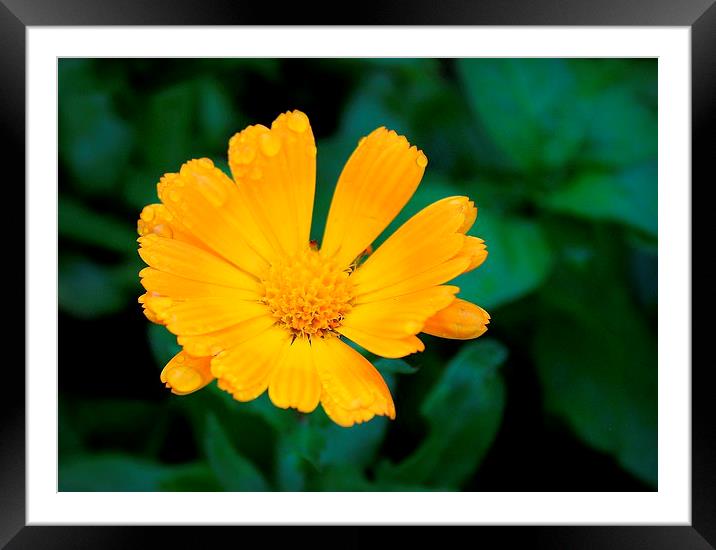 Hoo, Kent, Yellow Flower Framed Mounted Print by Robert Cane