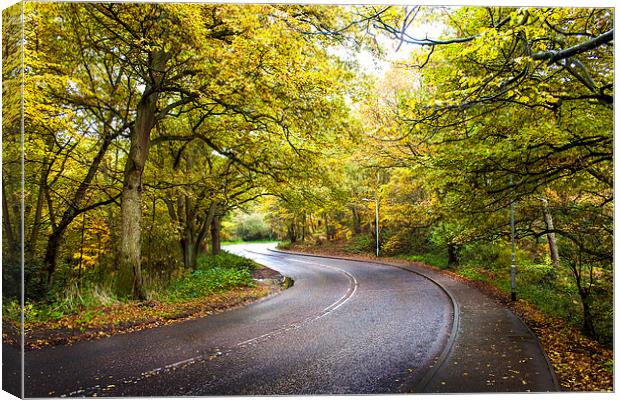 Autumn Road, Mousehold Canvas Print by Jordan Browning Photo