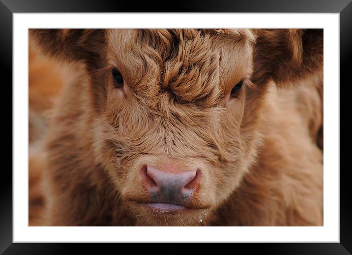 Highland Calf Framed Mounted Print by Lynette Holmes