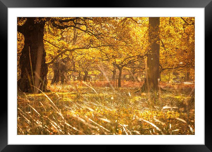 Autumn Framed Mounted Print by Sean Wareing