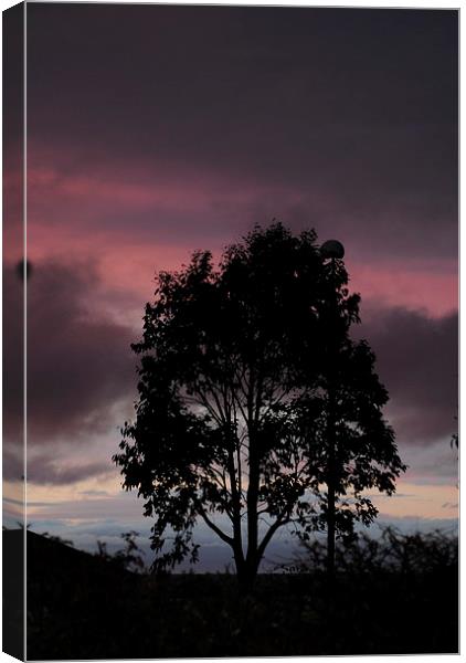 Tree at Sunset Canvas Print by Lynette Holmes