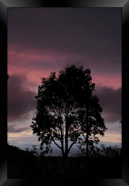 Tree at Sunset Framed Print by Lynette Holmes