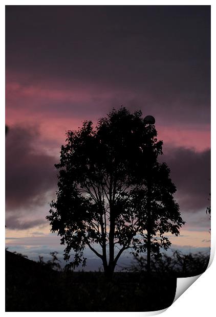 Tree at Sunset Print by Lynette Holmes