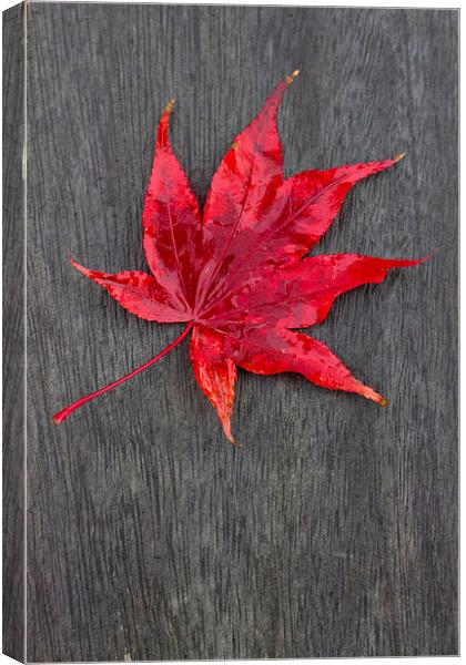 Acer Leaf On A Textured Background Canvas Print by Darren Burroughs