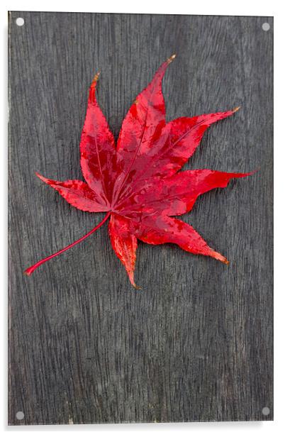 Acer Leaf On A Textured Background Acrylic by Darren Burroughs