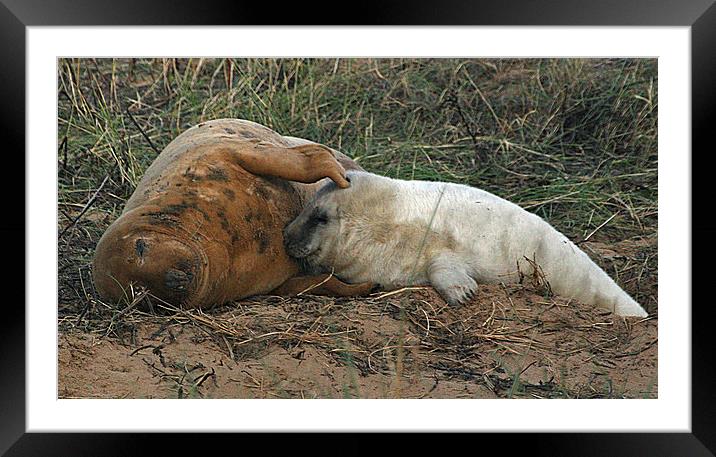 SNUGGLE Framed Mounted Print by Mal Taylor Photography
