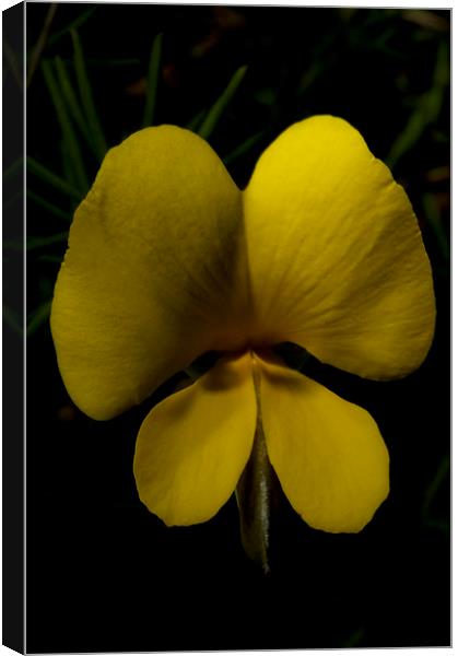 Matted Bush Pea Canvas Print by Graham Palmer