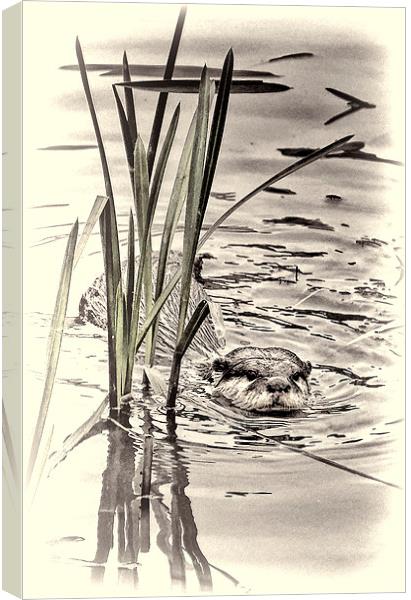 River Otter Canvas Print by Fraser Hetherington