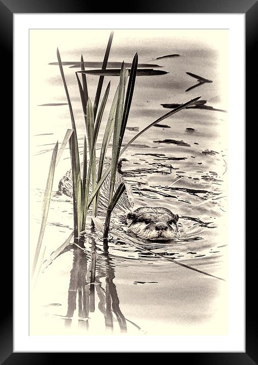 River Otter Framed Mounted Print by Fraser Hetherington