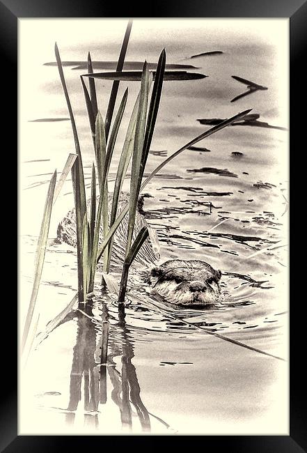 River Otter Framed Print by Fraser Hetherington