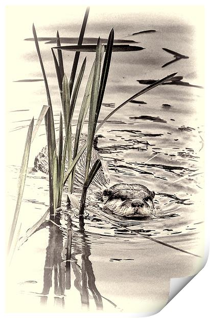 River Otter Print by Fraser Hetherington