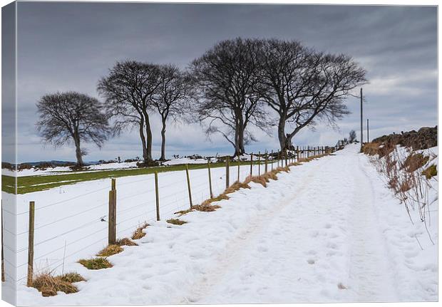 Snowy Track Canvas Print by Mike Stephen
