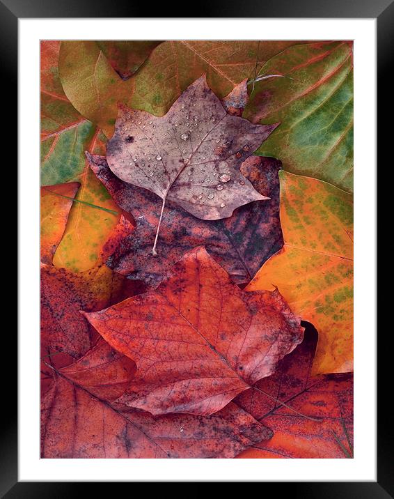 forest floor Framed Mounted Print by Mike Woodland