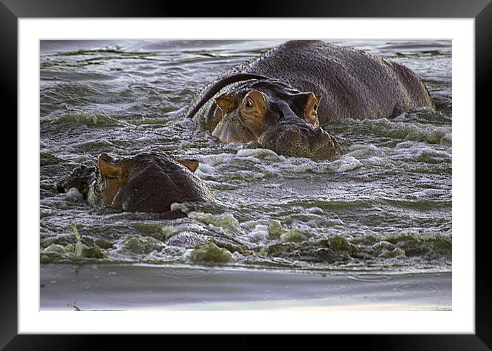 JST2675 Hippo pool Framed Mounted Print by Jim Tampin