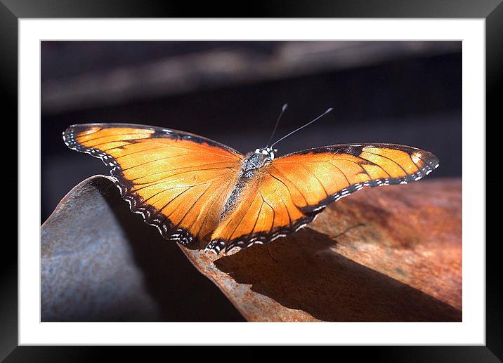 JST2664 Golden Piper butterfly Framed Mounted Print by Jim Tampin