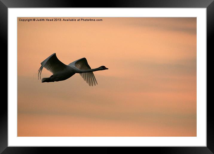Flight Of The Swan Framed Mounted Print by Judith Head